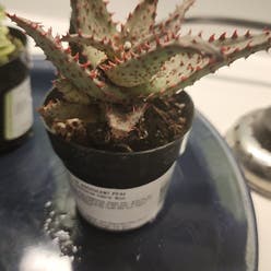 Aloe castilloniae | A plant by Qiushi on Greg Aloe castilloniae | A plant by Qiushi on Greg