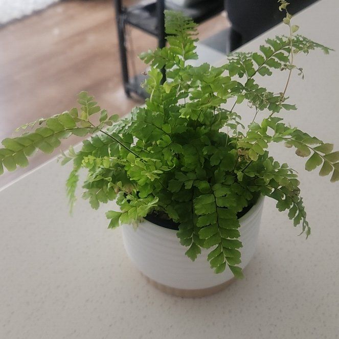 Photo of the plant species Rosy Maidenhair Fern by @MelodiousLlavea named Athena on Greg, the plant care app