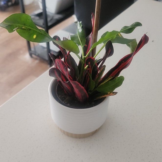 Photo of the plant species Mammy Croton by @MelodiousLlavea named da Vinci on Greg, the plant care app