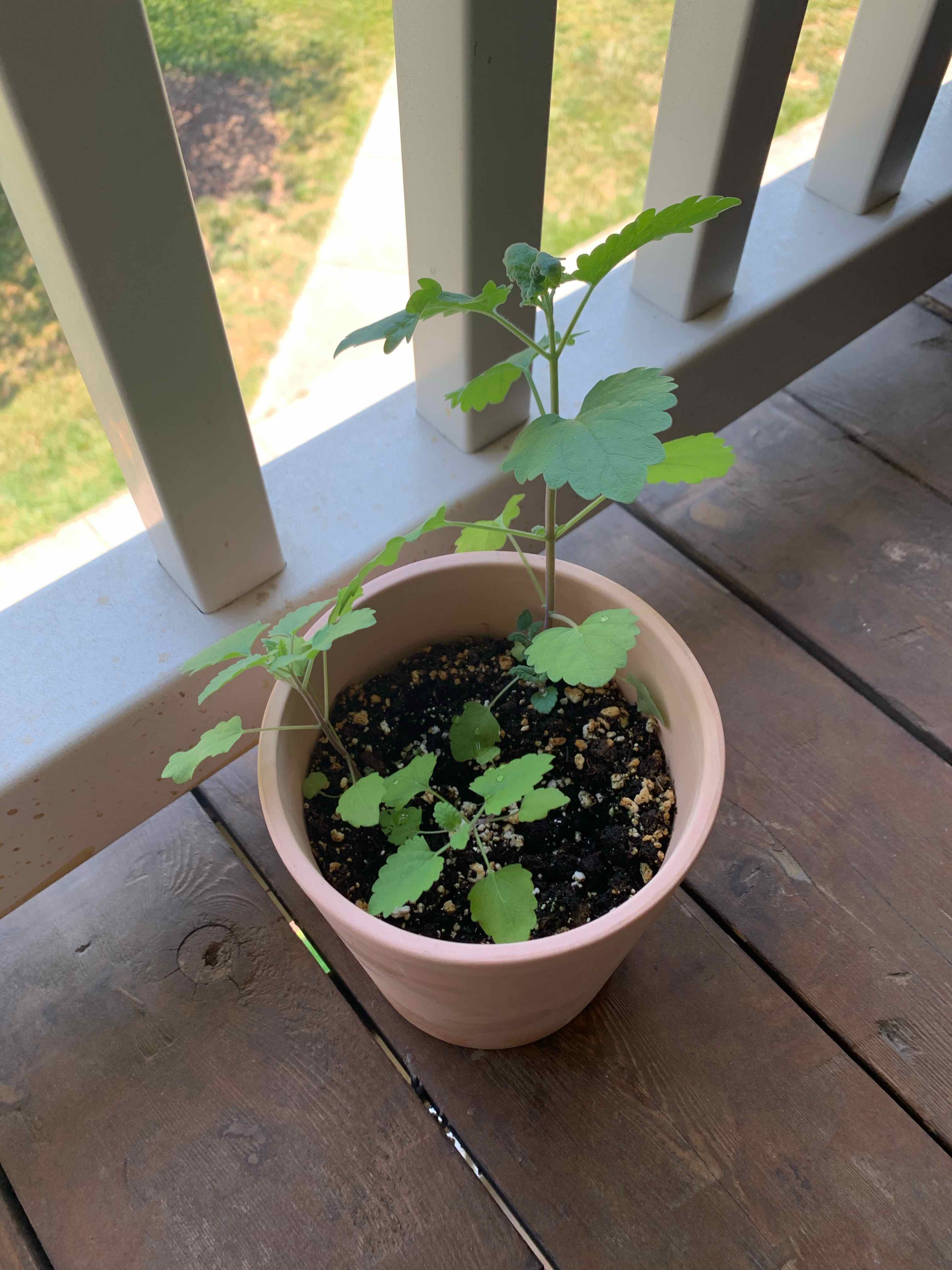 Potted Catnip plant with green leaves on a wooden surface near a railing.