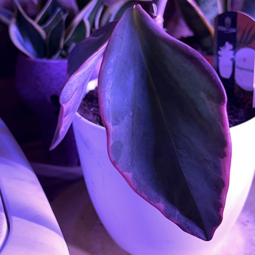 Jelly Peperomia plant with broad, dark green leaves in a white pot under artificial lighting.