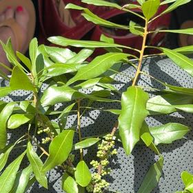 Photo of the plant species Morella Cerifera by @HopefulLilac named Einstein on Greg, the plant care app