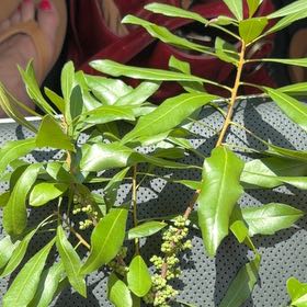 Photo of the plant species Morella Cerifera by @HopefulLilac named Anne on Greg, the plant care app
