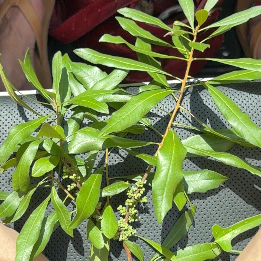 Photo of the plant species Morella Cerifera by @HopefulLilac named Sir Plancelot on Greg, the plant care app