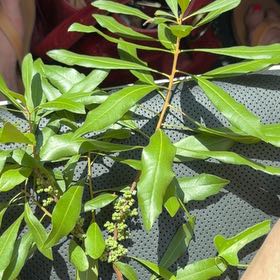 Photo of the plant species Morella Cerifera by @HopefulLilac named Kesha on Greg, the plant care app