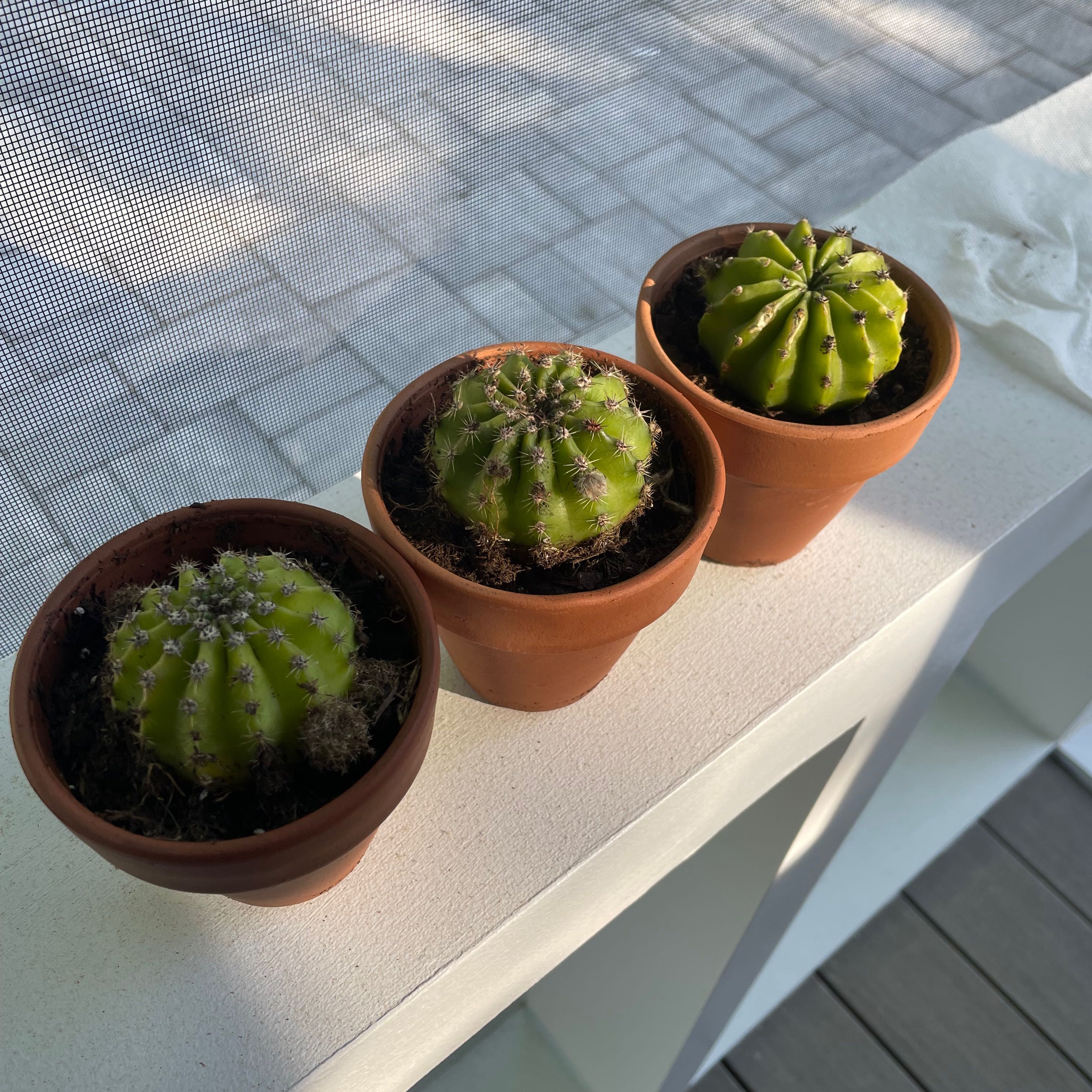 Three small potted Echinobivia 'Rainbow Bursts' cacti on a white surface.