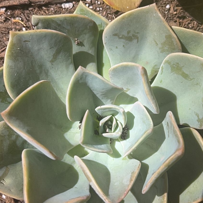 Chalk Dudleya plant with thick, fleshy leaves in a rosette pattern, slight browning at edges.