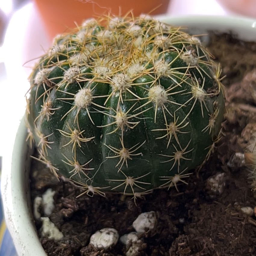 Photo of the plant species Parodia ottonis by @jRebels named Spike Leaves on Greg, the plant care app