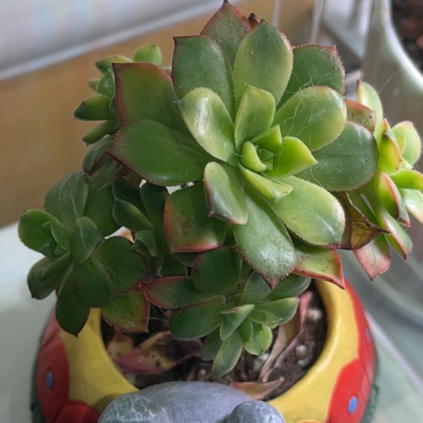 Kiwi Aeonium succulent plant in a decorative pot with green leaves and red edges.