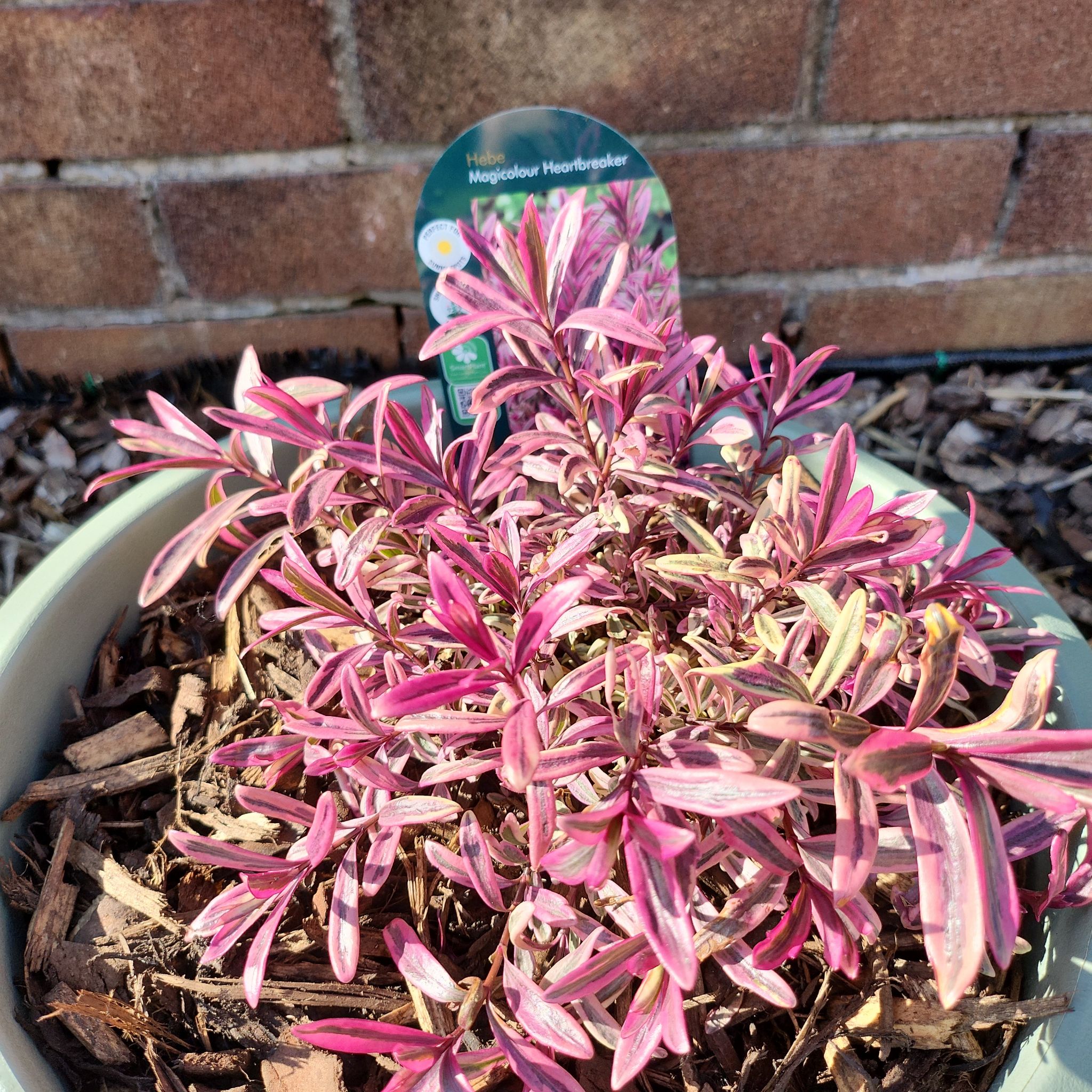 Photo of the plant species Veronica 'Emerald Green' by @CopiousBeans named Leaf Erickson on Greg, the plant care app