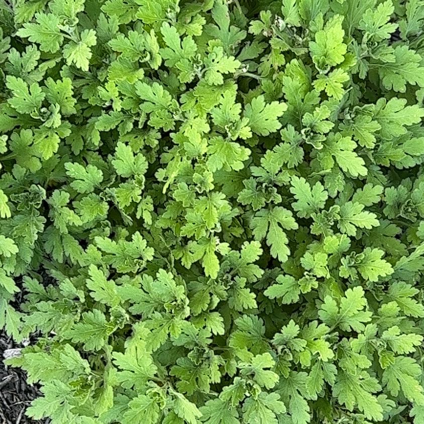 Dense cluster of green, lobed leaves typical of the Feverfew plant.