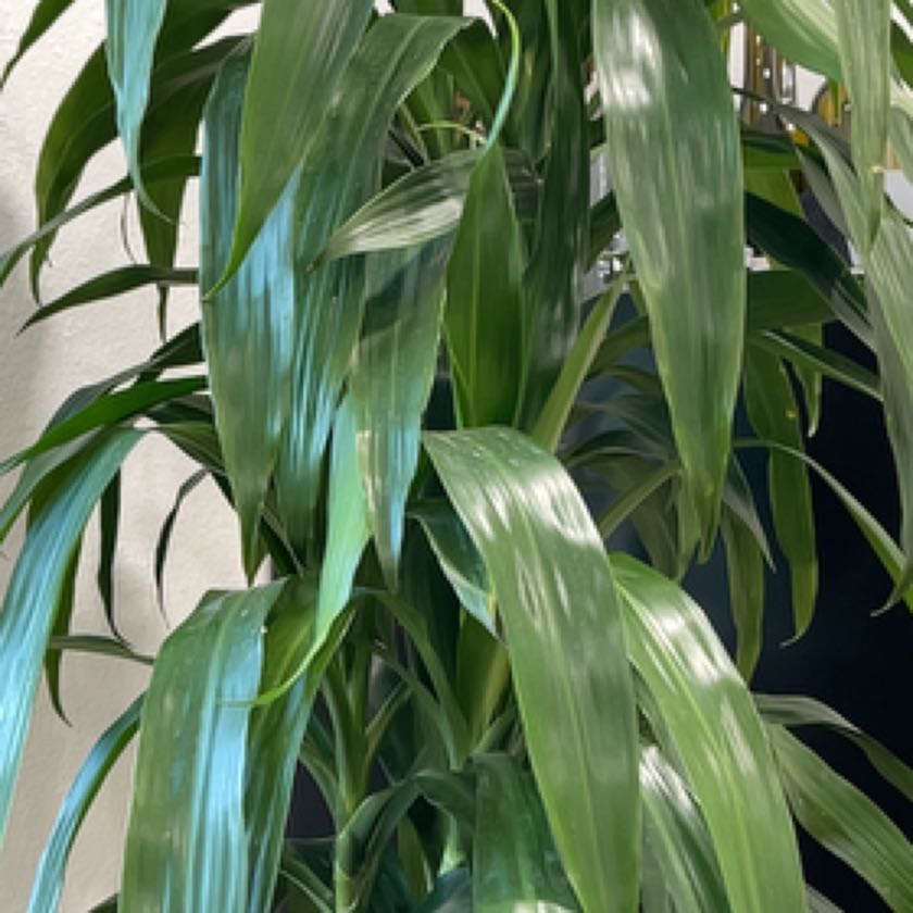 Photo of the plant species Dracaena 'Michiko' by @AceTropical named Keanu Leaves on Greg, the plant care app