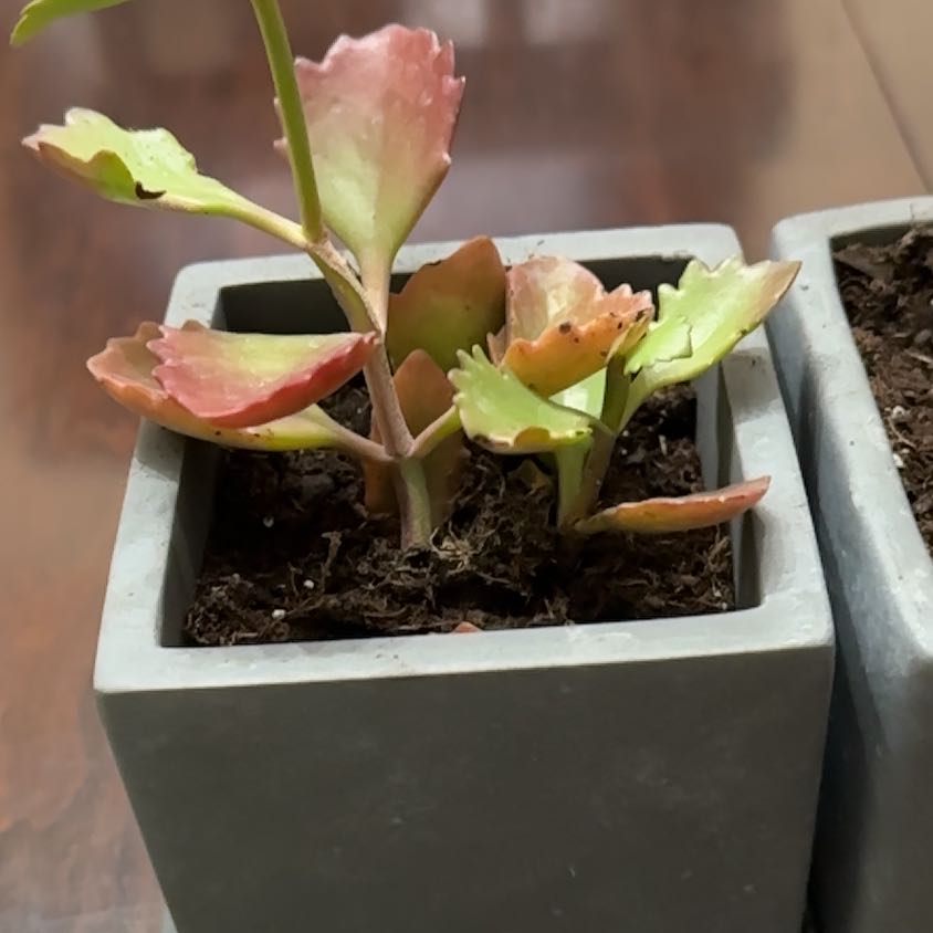 Tugela Cliff-Kalanchoe plant in a square pot with visible soil and healthy leaves.