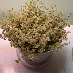 Crassula Pellucida plant