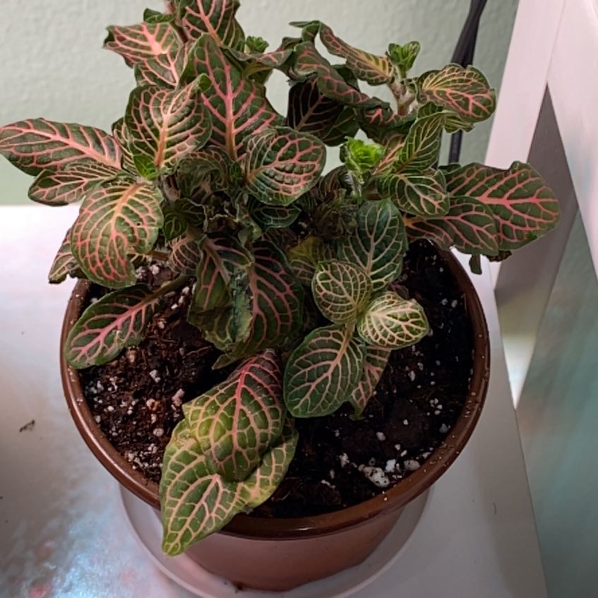 Photo of the plant species Fittonia Mini by @JocularGinseng named Girlfrond on Greg, the plant care app