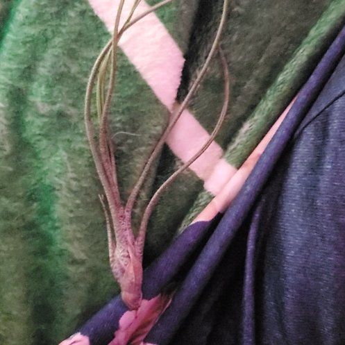 Photo of the plant species Tillandsia baileyi by @FullCebenese named Treeyoncé on Greg, the plant care app