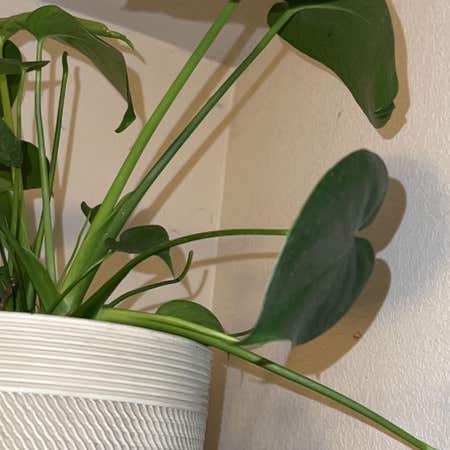 Photo of the plant species Philodendron 'Rio' by @GourmetMarimo named Gobi on Greg, the plant care app