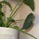 Calculate water needs of Philodendron 'Rio'