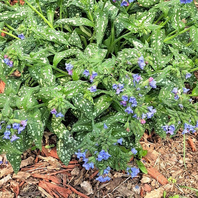 Photo of the plant species Wartleaf Ceanothus by @GlossyPhysicnut named Athena on Greg, the plant care app
