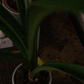 Photo of the plant species Amaryllis 'Denver' by @GreatStarlotus named Willis on Greg, the plant care app