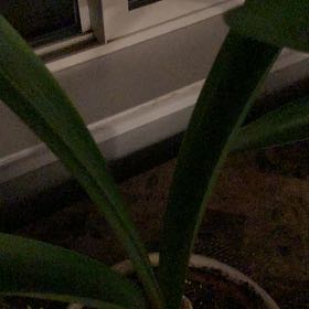 Photo of the plant species Amaryllis 'Denver' by @GreatStarlotus named Phyllis on Greg, the plant care app