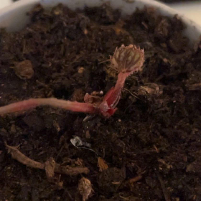 Photo of the plant species Begonia Jurassic Fire by @BrainyGinkotree named Jurassic Fire on Greg, the plant care app
