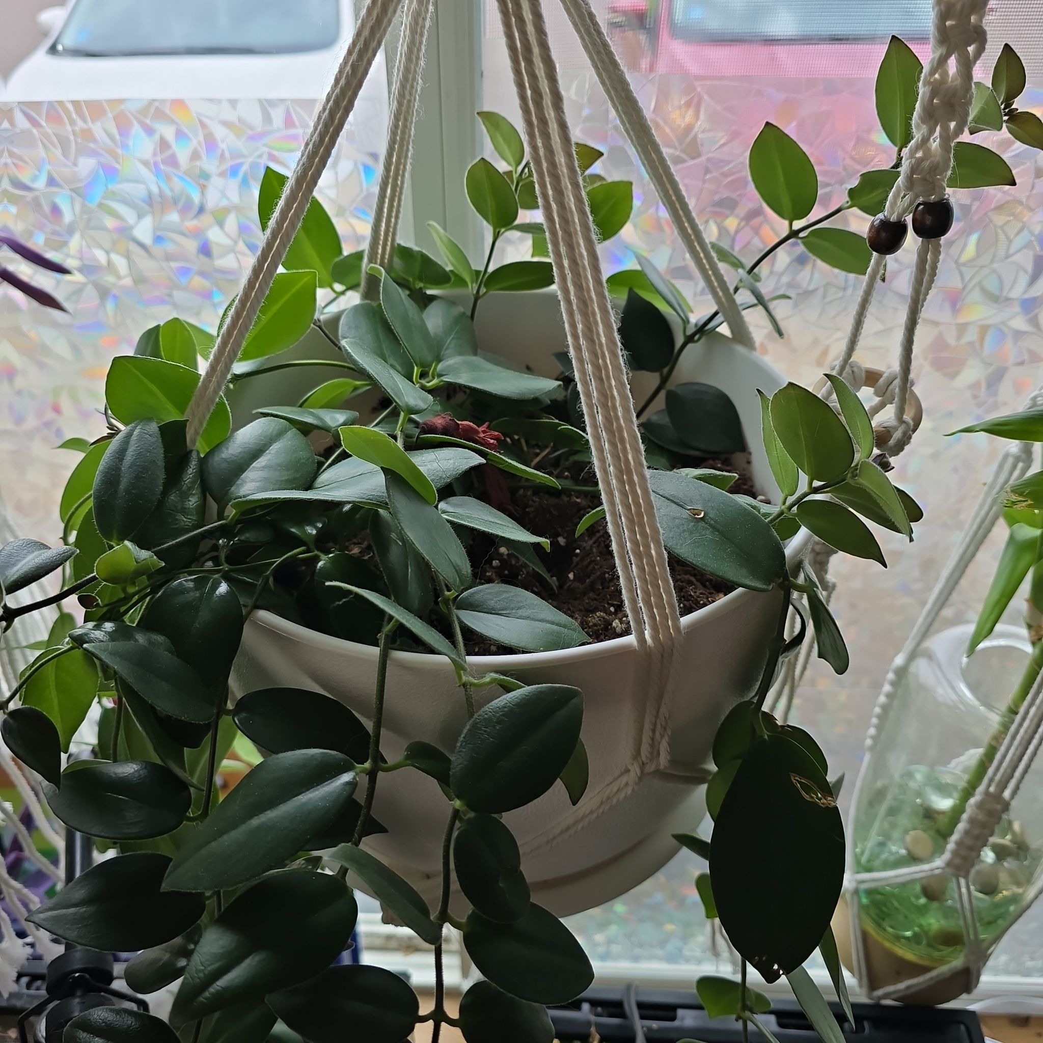 Hanging pot with a healthy Lipstick Plant (Aeschynanthus radicans) in front of a window.