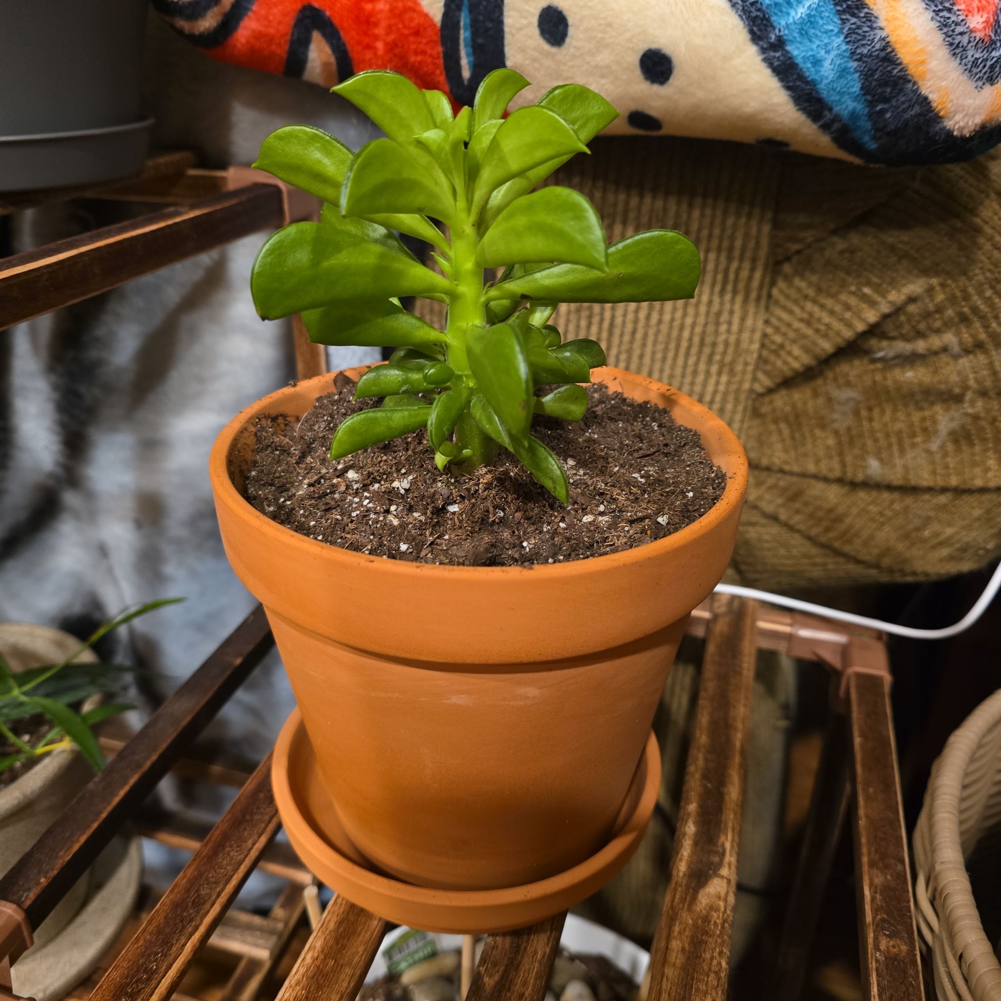 Photo of the plant species Taco Plant by @HotPileamojito named Diana on Greg, the plant care app