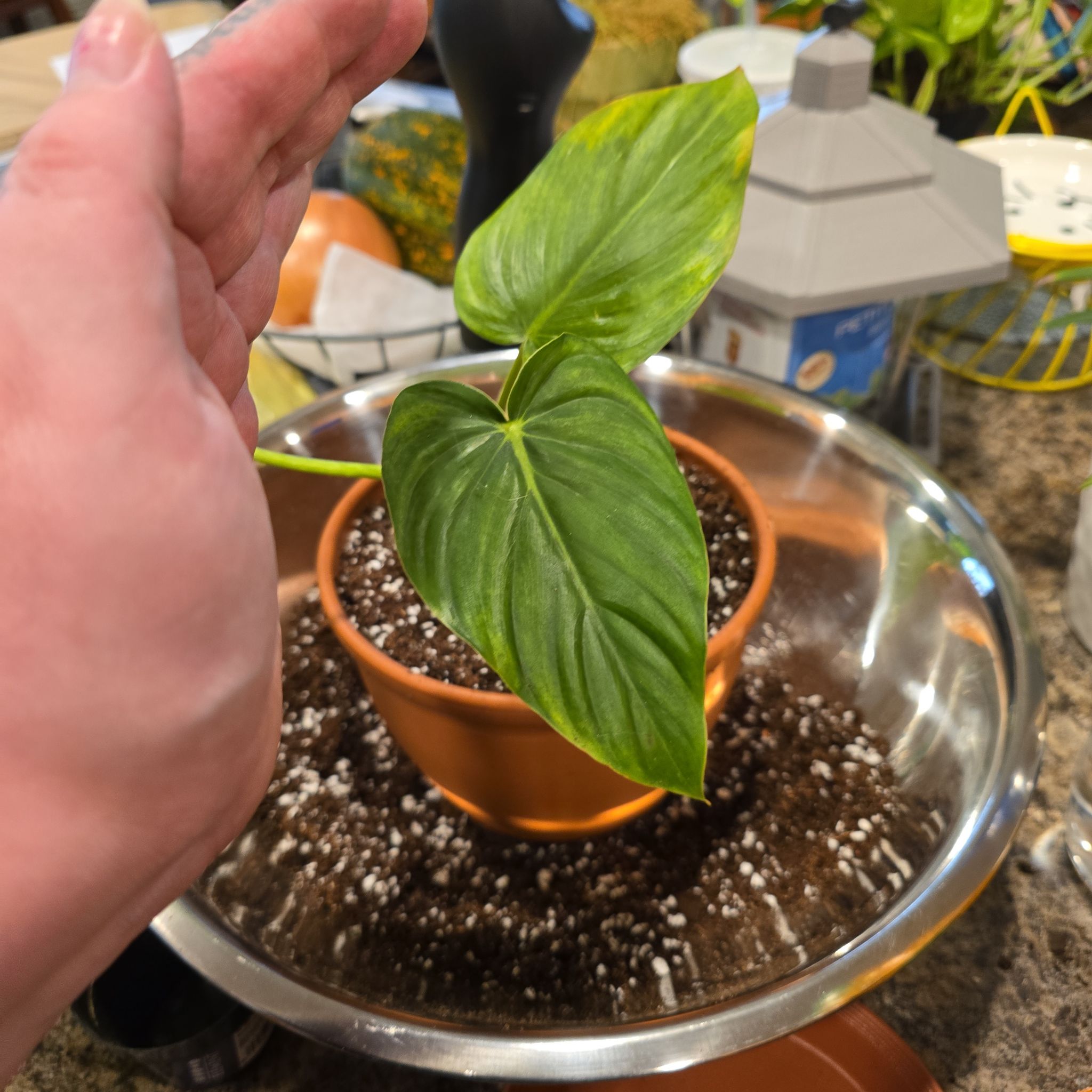 Philodendron Pastazanum plant in a pot with visible soil and a hand indicating leaf size.
