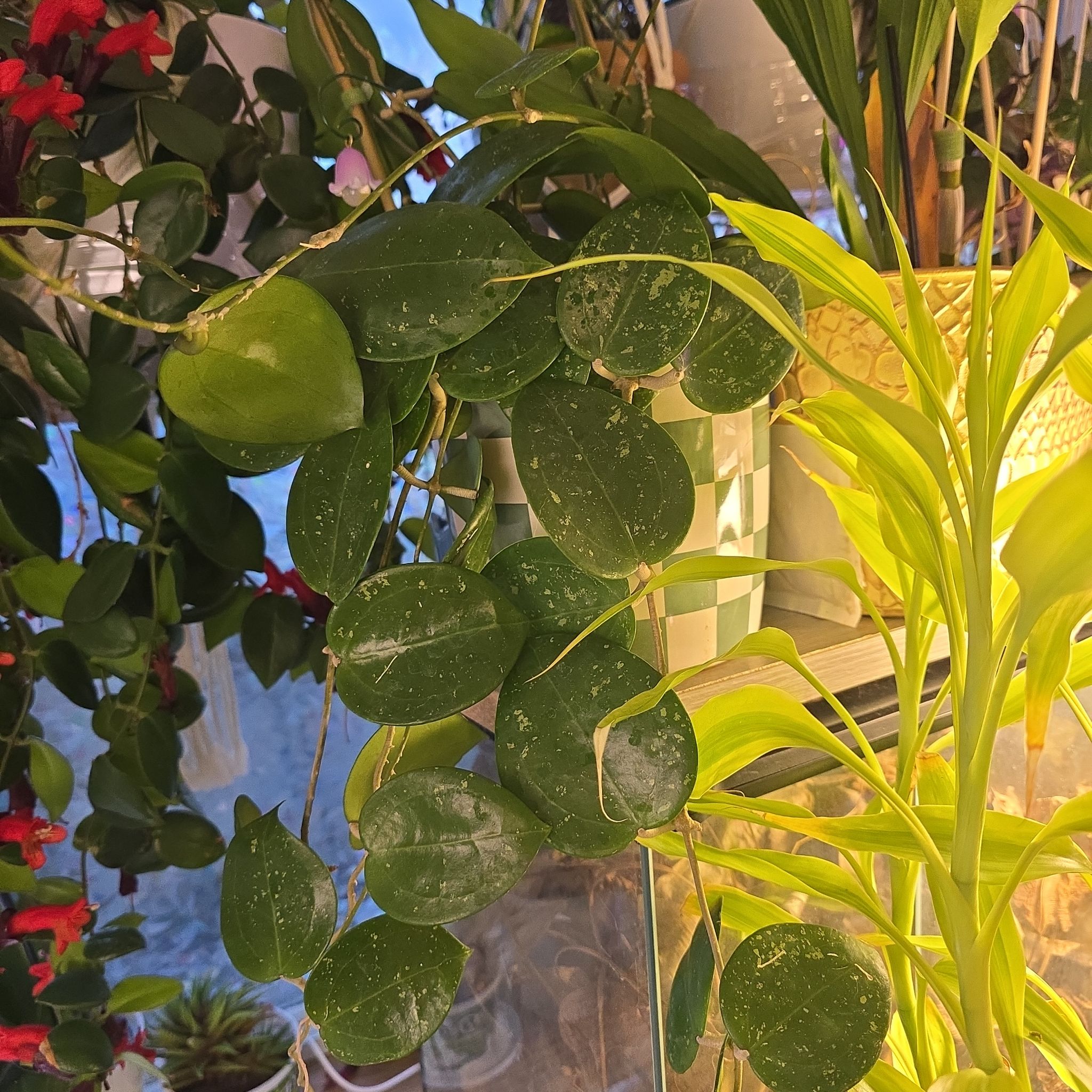Photo of the plant species Hoya parasitica by @HotPileamojito named Baesil on Greg, the plant care app