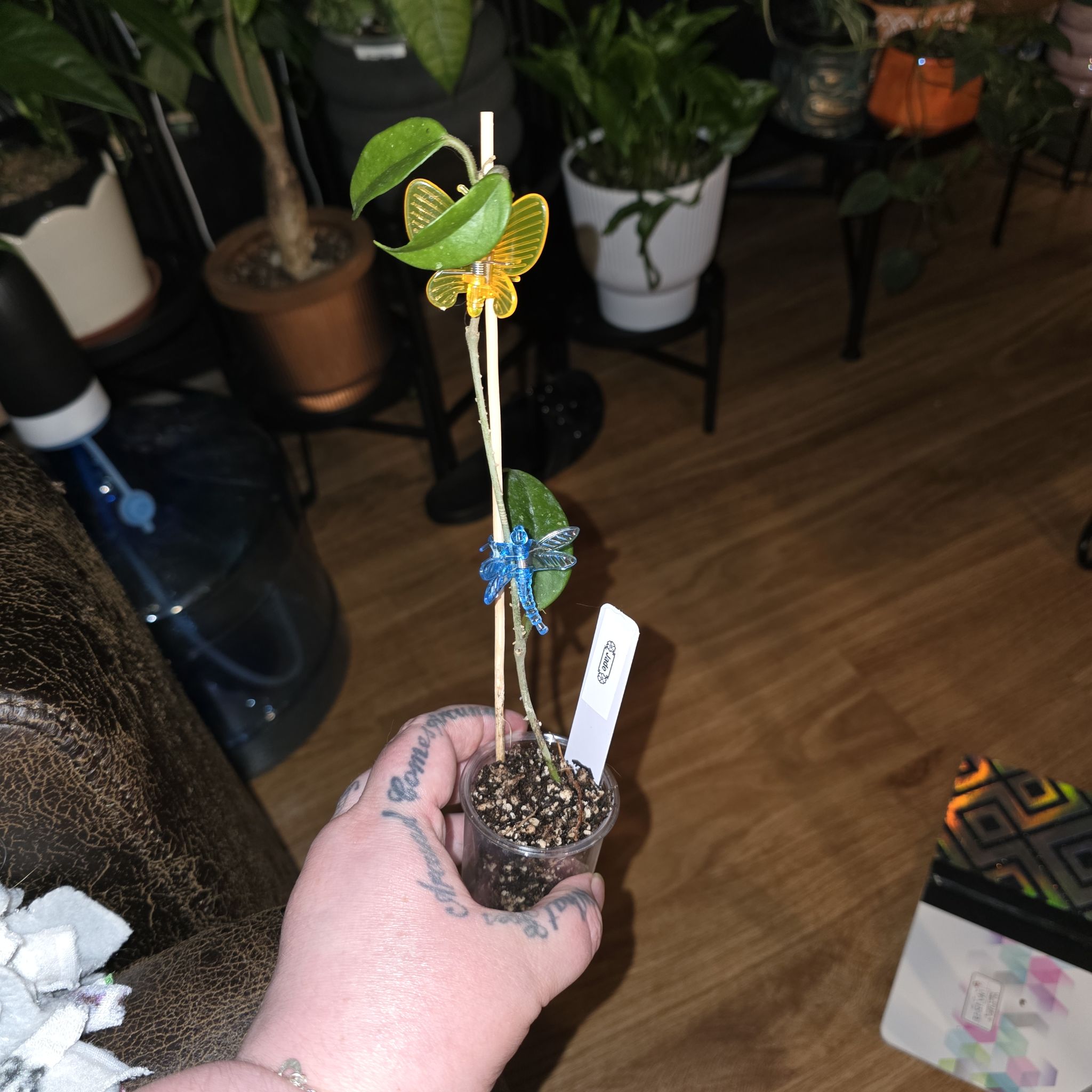 Photo of the plant species Hoya Jade by @HotPileamojito named Walt on Greg, the plant care app