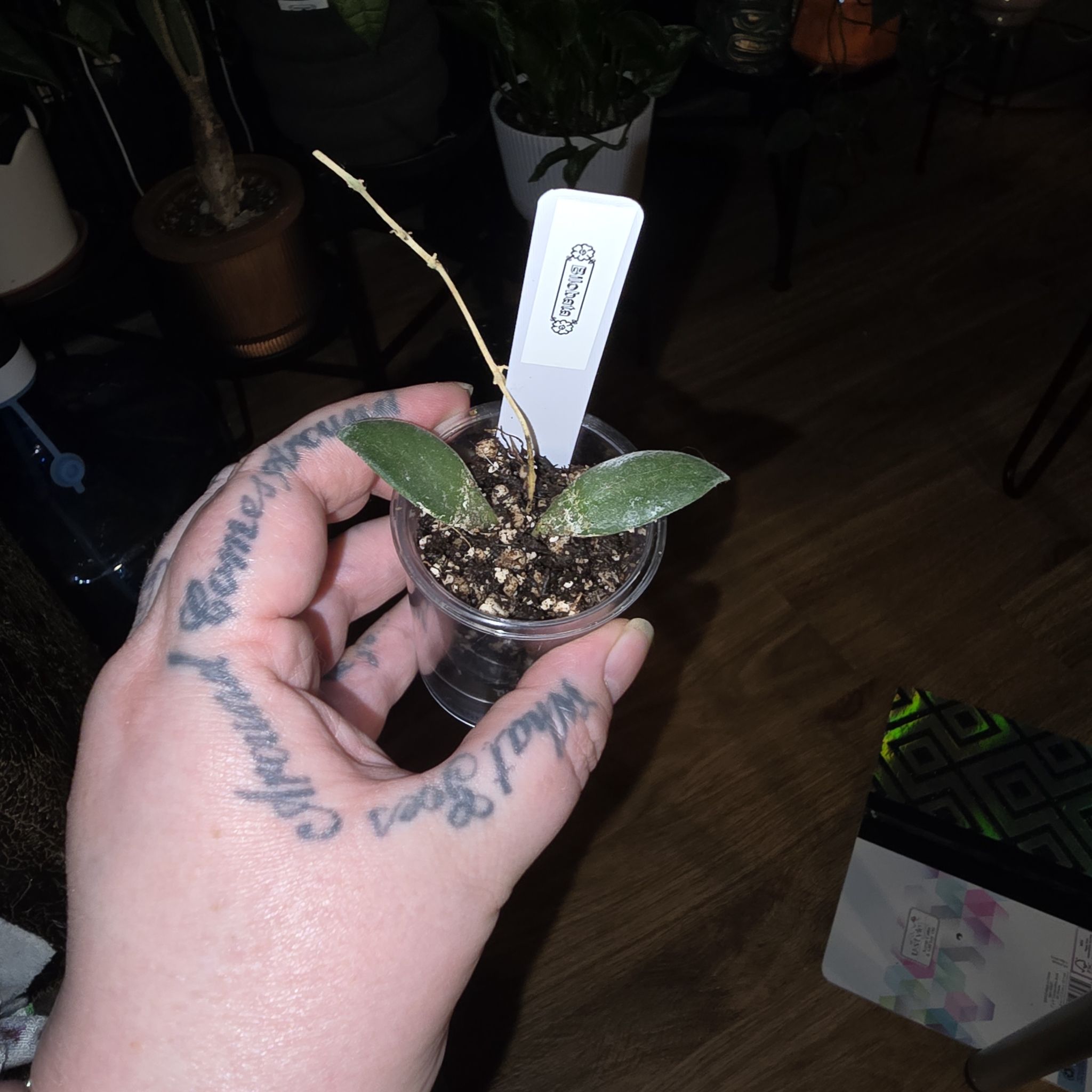 Photo of the plant species Hoya bilobata by @HotPileamojito named McKinley on Greg, the plant care app