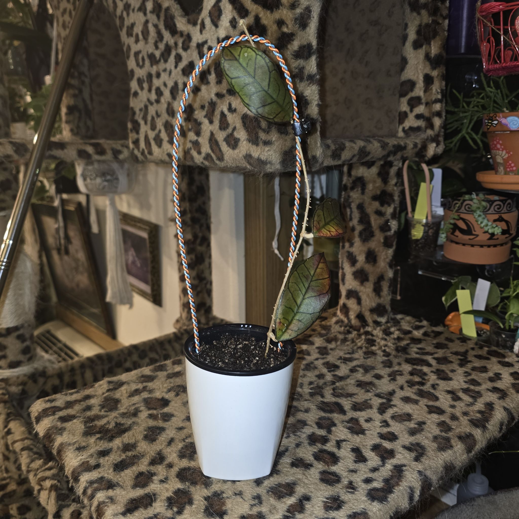 Photo of the plant species Hoya Gangung Gading by @HotPileamojito named Bodhi on Greg, the plant care app