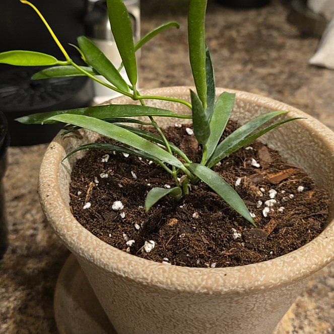 Photo of the plant species Dischidia longifolia by @HotPileamojito named Clooney on Greg, the plant care app
