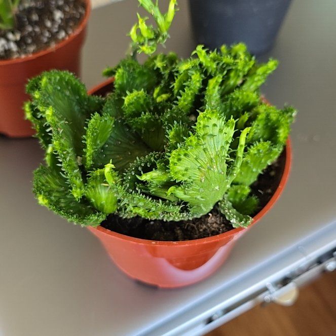 Photo of the plant species Green Coral Cactus by @HotPileamojito named Kardashian on Greg, the plant care app