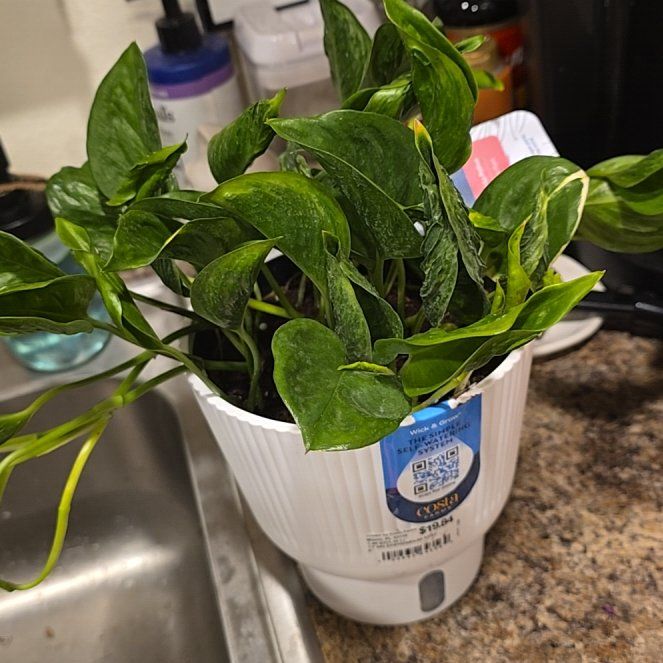 Photo of the plant species Epipremnum 'Shangri-La' by @HotPileamojito named Lavender on Greg, the plant care app