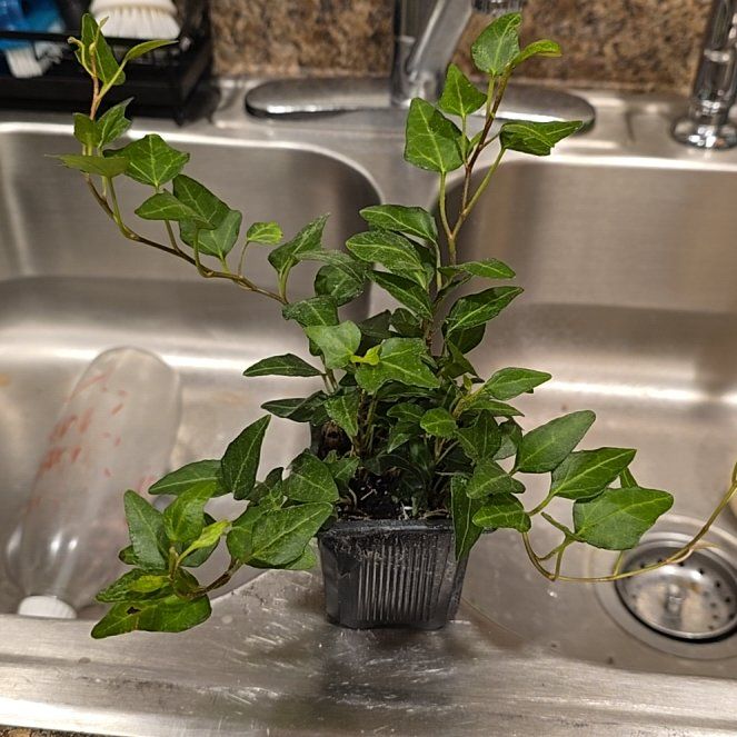 Photo of the plant species Irish Ivy by @HotPileamojito named Michelle Branch on Greg, the plant care app