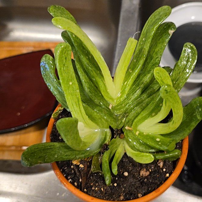 Photo of the plant species Glottiphyllum longum by @HotPileamojito named Fernie Mercury on Greg, the plant care app