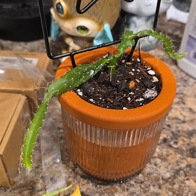 Photo of the plant species Yellow Dragon Fruit by @HotPileamojito named Naomi on Greg, the plant care app