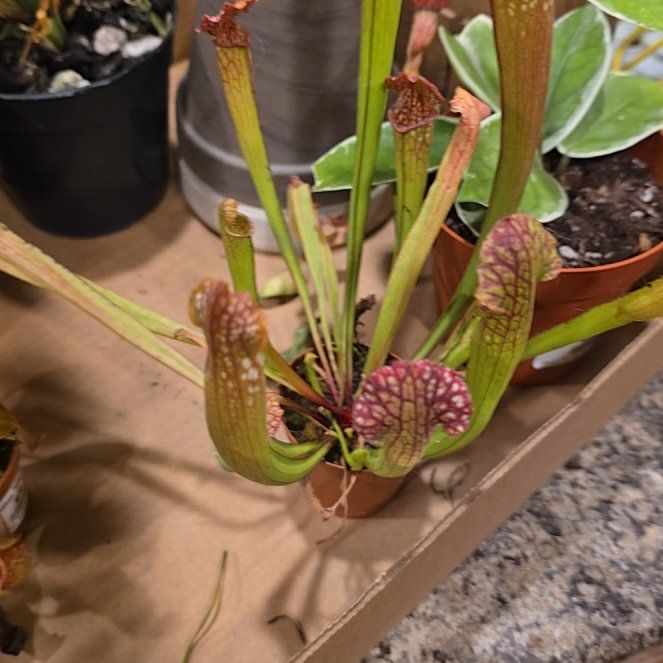 Photo of the plant species Trumpet Pitcher by @HotPileamojito named Mochi on Greg, the plant care app