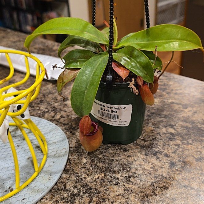 Photo of the plant species Nepenthes Lady Luck by @HotPileamojito named Darwin on Greg, the plant care app