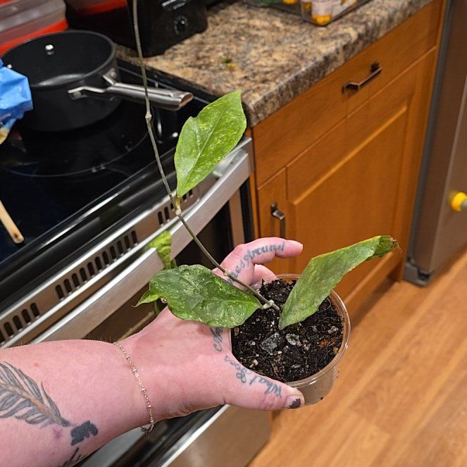 Photo of the plant species Hoya Chicken Farm by @HotPileamojito named Pax on Greg, the plant care app