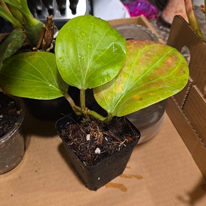 Photo of the plant species Hoya cominsii by @HotPileamojito named Planty on Greg, the plant care app