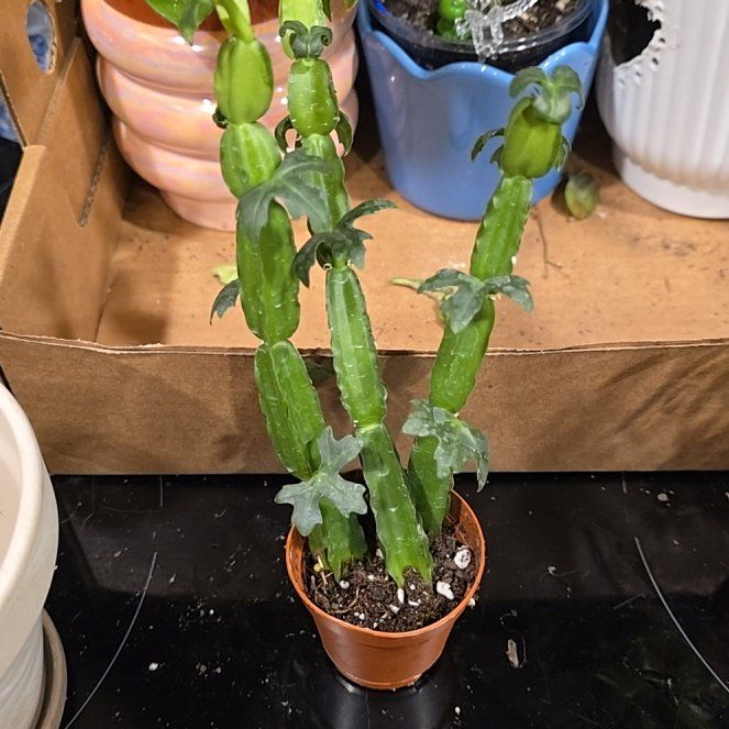 Photo of the plant species Adamant Creeper by @HotPileamojito named Mochi on Greg, the plant care app