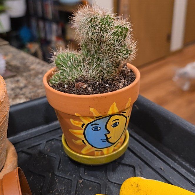 Photo of the plant species Stenocereus hollianus cristata by @HotPileamojito named Austen on Greg, the plant care app