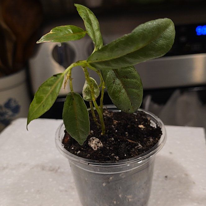 Photo of the plant species Ficus Elastica Decora by @HotPileamojito named Duke on Greg, the plant care app
