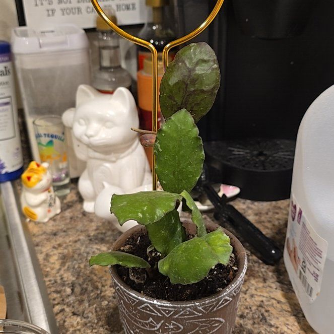 Photo of the plant species Hoya Waymaniae by @HotPileamojito named Apollo on Greg, the plant care app