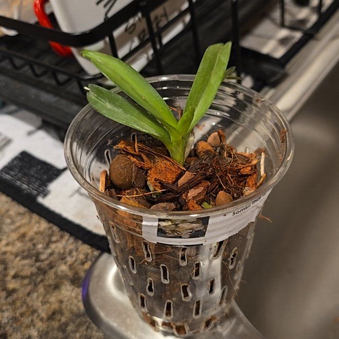 Photo of the plant species Vanda orchid by @HotPileamojito named Xena on Greg, the plant care app
