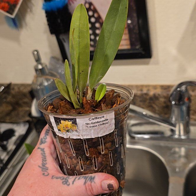 Photo of the plant species Orchid by @HotPileamojito named Taylor Swift on Greg, the plant care app