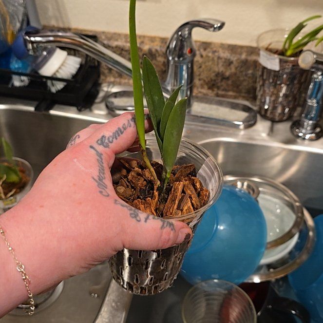 Photo of the plant species Orchid by @HotPileamojito named Taylor Swift on Greg, the plant care app